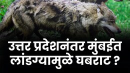 लांडग्यासारखा प्राणी दिसल्याने विक्रोळीकरांमध्ये घबराट, मुलुंडला सापडली 9 फुटी मगर