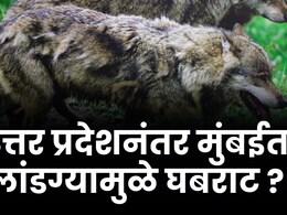 लांडग्यासारखा प्राणी दिसल्याने विक्रोळीकरांमध्ये घबराट, मुलुंडला सापडली 9 फुटी मगर