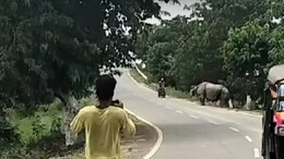 On Camera, Biker Chased And Mauled To Death By Rhino In Assam