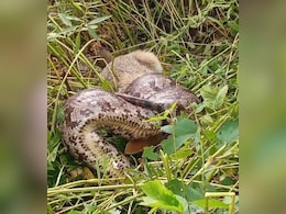 Viral Video: देखते-देखते निगल गया जंगली जानवर... टीकमगढ़ में मिला 15 फीट लंबा अजगर, तो मच गया हड़कंप