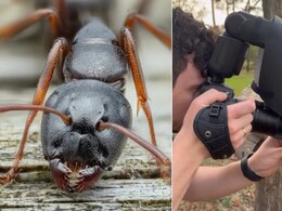 जर्मन फोटोग्राफर ने ली चींटी की ऐसी अद्भुत तस्वीर, क्लोज़-अप शॉट देख हैरान रह जाएंगे आप, 2 करोड़ लोगों ने कही ये बात