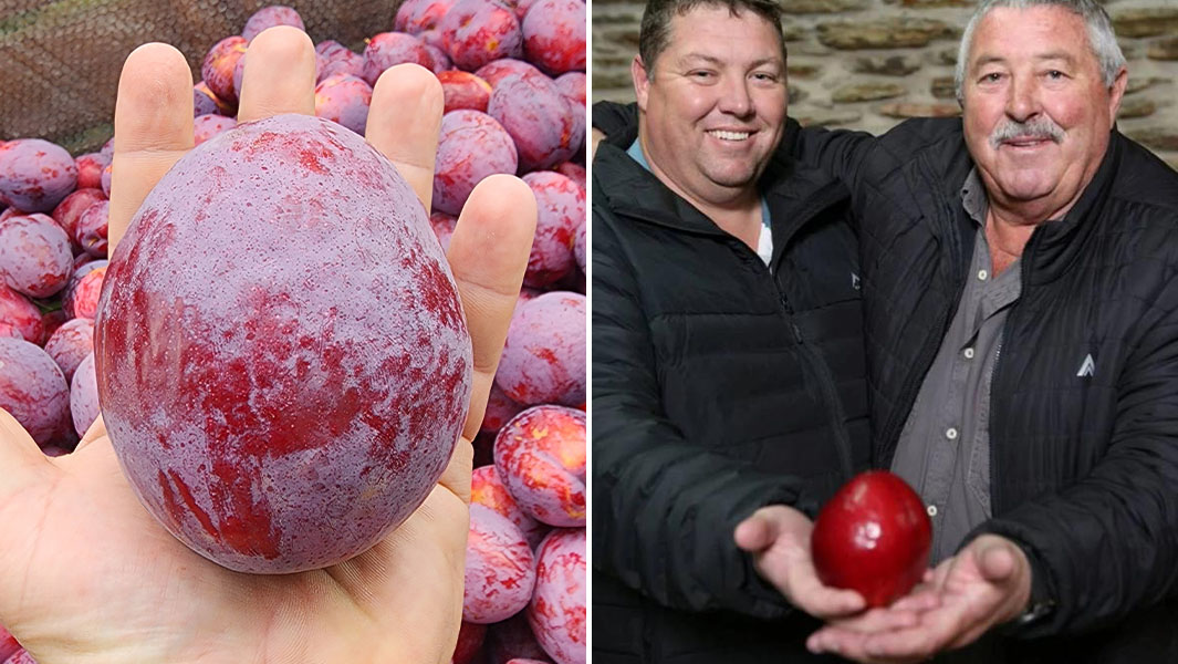 Two South African Farmers Grow A Single Plum Weighing 464 Grams, Break World Record