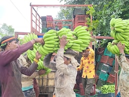 MP में केला किसानों पर गरमाई सियासत, कांग्रेस ने BJP को घेरा, कहा ये छलावा क्यों? MP में केला किसानों पर गरमाई सियासत, कांग्रेस ने BJP को घेरा, कहा ये छलावा क्यों?