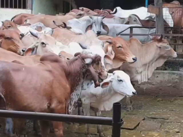Maharashtra, Ahead of State Polls, Declares Cow As "Rajmata-Gomata"