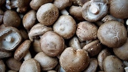 8 Health Benefits Of Shiitake Mushrooms