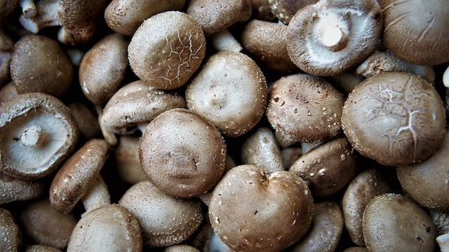 Incorporating shiitake mushrooms into your diet provides a range of health benefits
