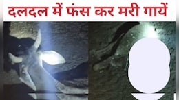 दिल दहला देने वाला गौशाला का मंजर, कीचड़ में फंस कर गायों की मौत; नोच-नोच कर खा रहे कुत्ते