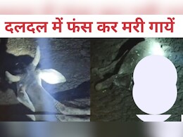 दिल दहला देने वाला गौशाला का मंजर, कीचड़ में फंस कर गायों की मौत; नोच-नोच कर खा रहे कुत्ते