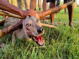 "Grabbed Neck, Then...": How UP Woman, 50, Survived Wolf Attack "Grabbed Neck, Then...": How UP Woman, 50, Survived Wolf Attack