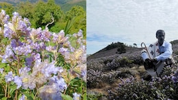 The Ultimate Travel Guide To Witness The Rare Neelakurinji Flower In The Nilgiris That Blooms Once In 12 Years