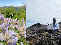 The Ultimate Travel Guide To Witness The Rare Neelakurinji Flower In The Nilgiris That Blooms Once In 12 Years The Ultimate Travel Guide To Witness The Rare Neelakurinji Flower In The Nilgiris That Blooms Once In 12 Years