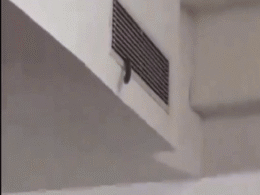 चल रही थी क्लास और AC से निकलने लगा सांप... देखिए नोएडा की यूनिवर्सिटी में मच गया हड़कंप चल रही थी क्लास और AC से निकलने लगा सांप... देखिए नोएडा की यूनिवर्सिटी में मच गया हड़कंप