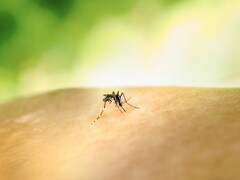 US Man Dies From Rare Mosquito Virus Caught In Backyard, Cases Rising