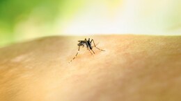 US Man Dies From Rare Mosquito Virus Caught In Backyard, Cases Rising