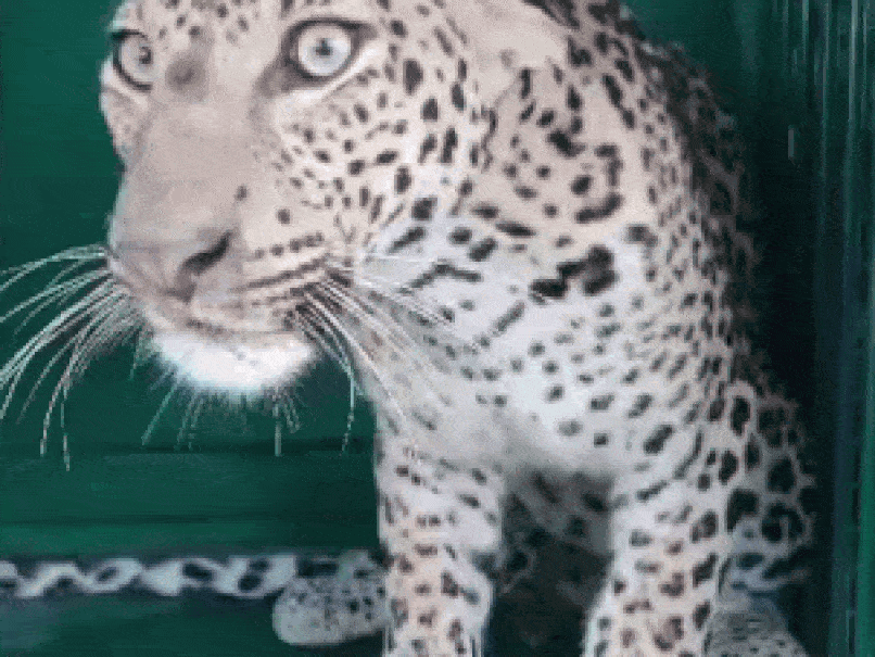 Rajsamand Panther video: तीन दिन से चकमा दे रहा था पैंथर, पिंजरे में हुआ कैद