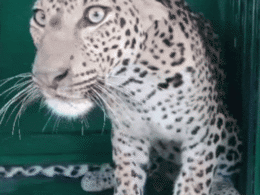 Rajsamand Panther video: तीन दिन से चकमा दे रहा था पैंथर, पिंजरे में हुआ कैद Rajsamand Panther video: तीन दिन से चकमा दे रहा था पैंथर, पिंजरे में हुआ कैद