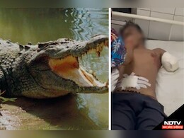 मगरमच्छ ने शख्स पर अचानक किया अटैक, जबड़े में भर लिया हाथ, आगे जो हुआ... मगरमच्छ ने शख्स पर अचानक किया अटैक, जबड़े में भर लिया हाथ, आगे जो हुआ...