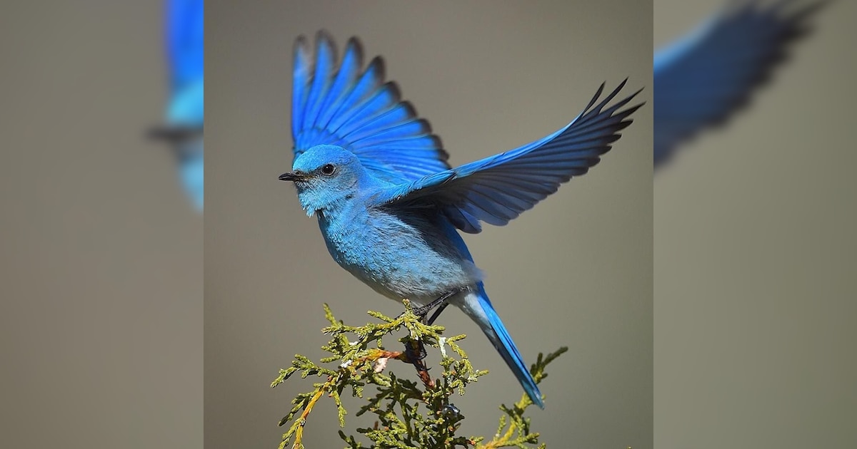 10 Beautiful Blue-Coloured Birds