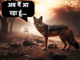 Video: भेड़िये से UP थर्राया, अब MP में सियार गुर्राया, सीहोर में 6 लोगों का अब तक कर चुका है शिकार