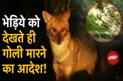 Bahraich Wolf Attack: UP के Bahraich में आदमखोर भेड़िये का आतंक, देखते ही गोली मारने का आदेश! Bahraich Wolf Attack: UP के Bahraich में आदमखोर भेड़िये का आतंक, देखते ही गोली मारने का आदेश!