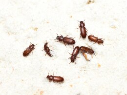 गेहूं को घुन से बचाना चाहते हैं तो कर लें ये आसान से उपाय, मिल जाएगा राशन में कीड़े लगने से छुटकारा गेहूं को घुन से बचाना चाहते हैं तो कर लें ये आसान से उपाय, मिल जाएगा राशन में कीड़े लगने से छुटकारा