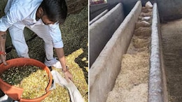 NDTV की खबर का असर, संवरने लगी डीग गौशाला, कलेक्टर ने मंगवाई रिपोर्ट, जयपुर से आया 200 मन चारा