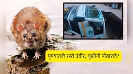 Video : पुण्यातले रस्ते उंदीर, घुशींनी पोखरले? सिटी चौकातील घटनेमुळे पुणेकर धास्तावले!