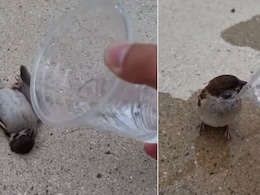 ज़मीन पर पड़ी तड़प रही थी चिड़िया, पास से गुज़र रहे शख्स ने ऐसे बचाई पक्षी की जान, Video देख आप भी करेंगे तारीफ ज़मीन पर पड़ी तड़प रही थी चिड़िया, पास से गुज़र रहे शख्स ने ऐसे बचाई पक्षी की जान, Video देख आप भी करेंगे तारीफ