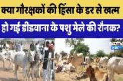 Didwana News: क्या गौरक्षकों की हिंसा के डर से खत्म हो गई Didwana के Cattle Fair की रौनक? Didwana News: क्या गौरक्षकों की हिंसा के डर से खत्म हो गई Didwana के Cattle Fair की रौनक?