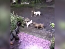 बिल्ली के बच्चे को बचाने के लिए एकसाथ 4 कुत्तों से भिड़ गई बहादुर बिल्ली, जमकर की फाइट, आगे जो हुआ, आप भी डर जाएंगे बिल्ली के बच्चे को बचाने के लिए एकसाथ 4 कुत्तों से भिड़ गई बहादुर बिल्ली, जमकर की फाइट, आगे जो हुआ, आप भी डर जाएंगे