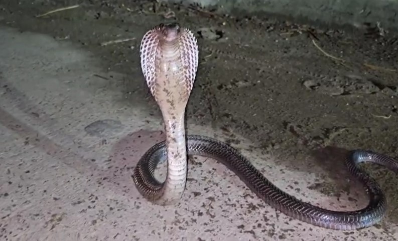 Snakebite Risk Rising In Indian Regions Due To Climate Change: Study
