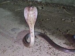 उत्तर प्रदेश : श्रावस्ती में सांप के डसने से 14 वर्षीय बच्ची की मौत, परिजनों का रो-रोकर बुरा हाल उत्तर प्रदेश : श्रावस्ती में सांप के डसने से 14 वर्षीय बच्ची की मौत, परिजनों का रो-रोकर बुरा हाल