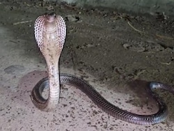 &#039;Absurd&#039;: Chhattisgarh Teachers Slam Order To Monitor Snakes, Scorpions