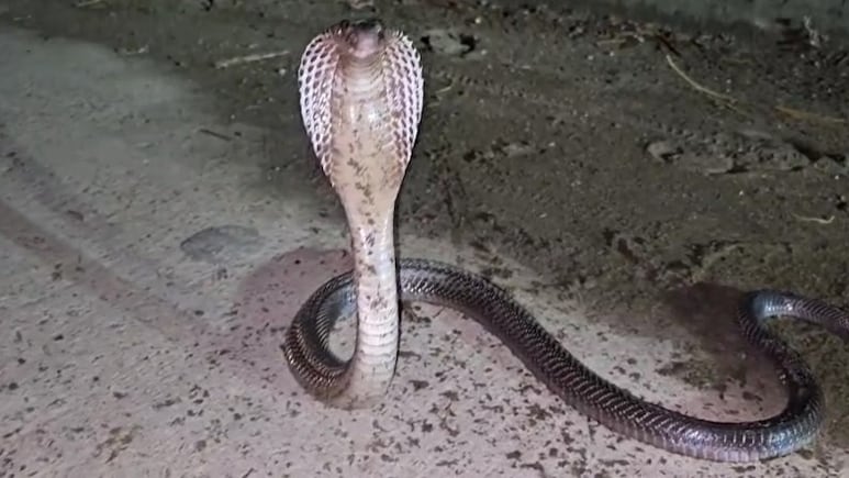 सांप काटने के बाद डॉक्टर ने लगाया इंजेक्शन, कहा- ठीक है घर जाओ... रास्ते में हो गई मौत