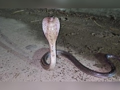 Snakebite Risk Rising In Indian Regions Due To Climate Change: Study
