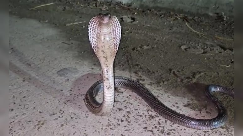 Snakebite Risk Rising In Indian Regions Due To Climate Change: Study