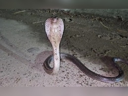 Snake Bite: कोरबा में सांप का कहर; एक ही परिवार के तीन लोगों को डसा, पिता-पुत्र की मौत महिला की हालत गंभीर Snake Bite: कोरबा में सांप का कहर; एक ही परिवार के तीन लोगों को डसा, पिता-पुत्र की मौत महिला की हालत गंभीर