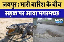 Jaipur News : भारी बारिश के बीच सड़क पर आया मगरमच्छ Jaipur News : भारी बारिश के बीच सड़क पर आया मगरमच्छ