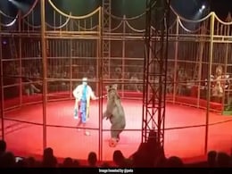 Angry Bear Attacks Circus Trainer In Front Of Horrified Audience In Russia Angry Bear Attacks Circus Trainer In Front Of Horrified Audience In Russia