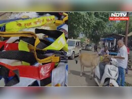 Chhattisgarh: सड़क हादसों को रोकने के लिए शुरू हुई ये खास पहल,गोवंशों के गले में बांधे जा रहे रेडियम बेल्ट