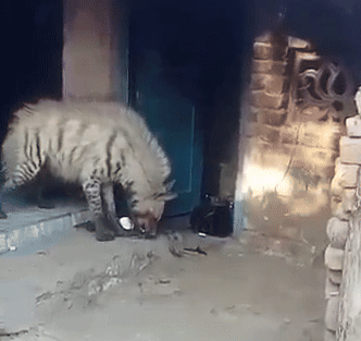 बांसवाड़ा के गांवों में घूम रहे जरख और पैंथर, लोगों ने बनाए वीडियो