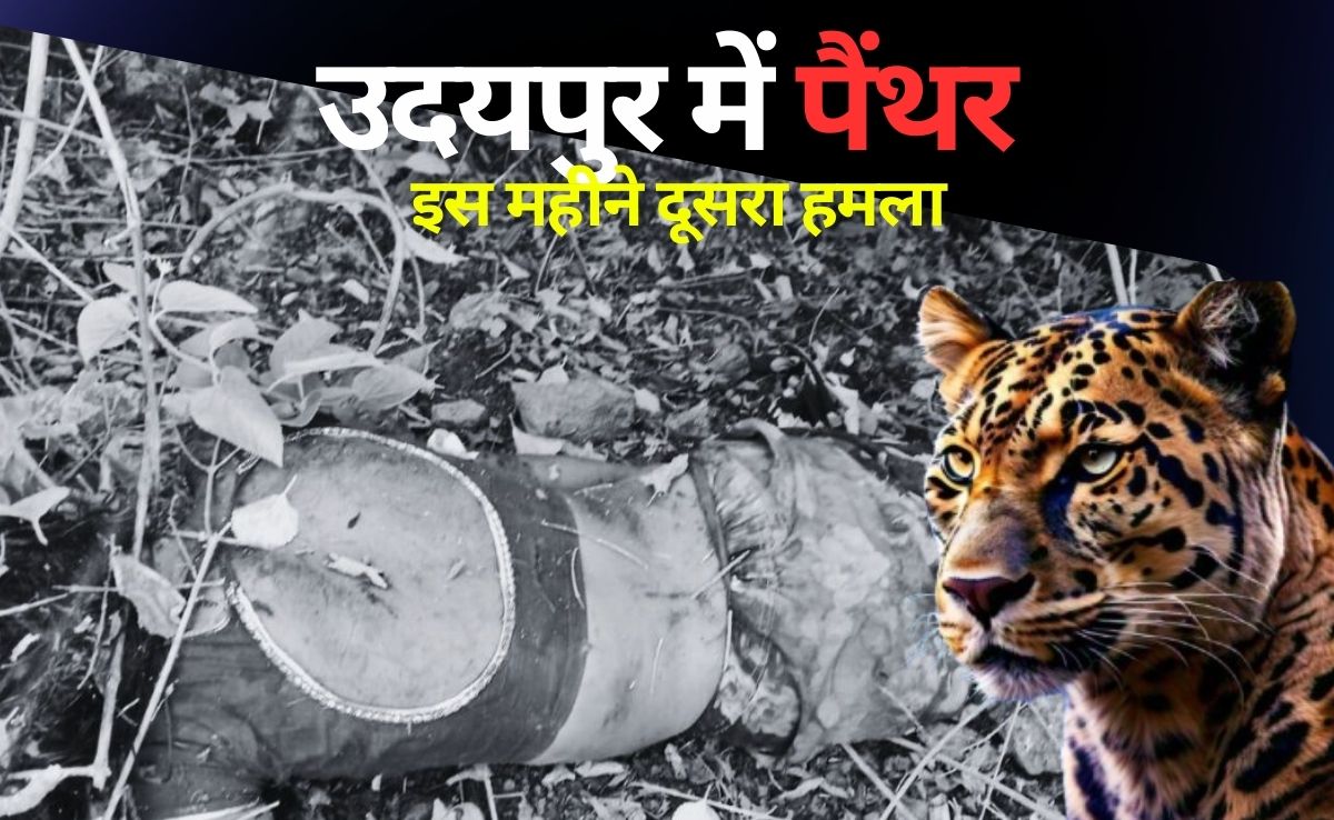 उदयपुर में आदमखोर पैंथर का आंतक, पकड़ने के लिए मादा पैंथर के यूरिन का हो रहा इस्तेमाल, जानिए क्या है पैंतरा