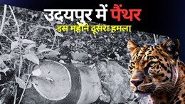 उदयपुर में छात्रा को खींच ले गया पैंथर, जंगल में टुकड़ों में मिली लाश