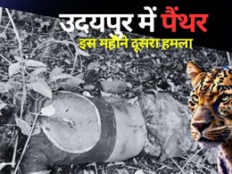 उदयपुर में छात्रा को खींच ले गया पैंथर, जंगल में टुकड़ों में मिली लाश