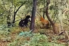 Bear Fights Off Tiger To Save Cub In Maharashtra's Chandrapur Bear Fights Off Tiger To Save Cub In Maharashtra's Chandrapur