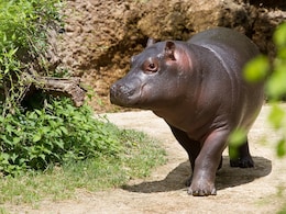 Stone Age People Drove Dwarf Hippos, Elephants To Extinction On Cyprus? Study Says...