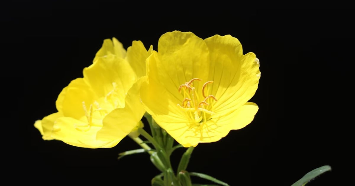 8 Flowers That Bloom At Night