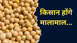 MP में किसानों को बड़ा तोहफा, 800 रुपये प्रति क्विंटल बढ़ेगी इस फसल की MSP !