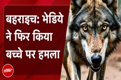 Wolf Attack: Bahraich में एक बार फिर भेडिये ने किया बच्चे पर हमला, अस्पताल में इलाज जारी Wolf Attack: Bahraich में एक बार फिर भेडिये ने किया बच्चे पर हमला, अस्पताल में इलाज जारी
