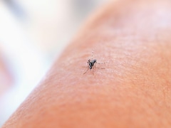 Making Mosquitoes Deaf Can Stop Spread Of Dengue, Study Finds